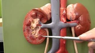 Urinary System 1 [upl. by Lexis]