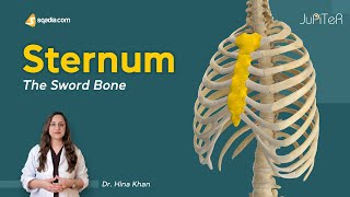 Sternum  Introduction  Thoracic Cavity  Bone Anatomy [upl. by Flieger]