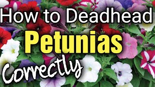 How to Prune Deadhead Petunias the CORRECT way [upl. by Aikahc231]