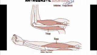 Antagonistic Muscle Pairs [upl. by Wivina]