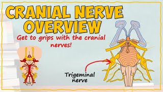 The Cranial Nerves [upl. by Hankins440]