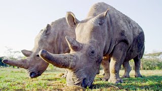 Top 5 Inspirational Animal Conservation Stories  BBC Earth [upl. by Wahlstrom]