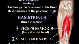 Biceps Femoris Anatomy Hamstrings  Everything You Need To Know  Dr Nabil Ebraheim [upl. by Rekyr]