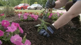 Planting Petunias Vinca and Salvia – Family Plot [upl. by Diane-Marie]