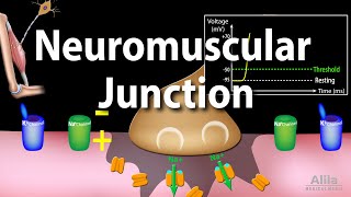 Neuromuscular Junction Animation [upl. by Josi]