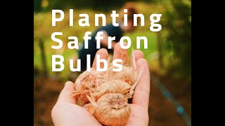 How to plant saffron crocus bulbs [upl. by Aihsia450]