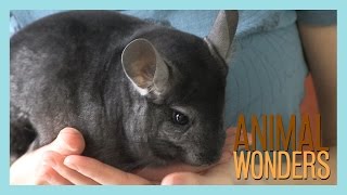 Chinchillas What Where and How [upl. by Allyson]