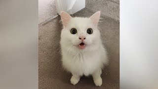 CATS going CRAZY  Funniest CATNIP reactions and much more [upl. by Ycrep]