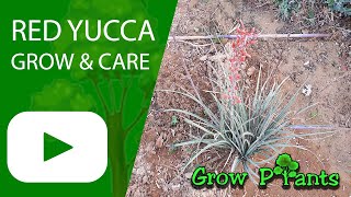 Red Yucca  grow amp care Hesperaloe parviflora [upl. by Eniwtna]