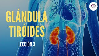 3 GLÁNDULA TIROIDES FISIOLOGÍA DEL SISTEMA ENDOCRINO [upl. by Eiralam]