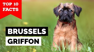 Brussels Griffon  Top 10 Facts [upl. by Atsilac]